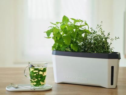  HARRY HERBS Kräutertopf Weiß
