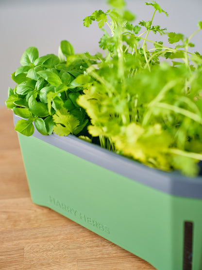  HARRY HERBS Kräutertopf Dunkelgrün