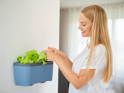  HARRY HERBS Kräutertopf Blau