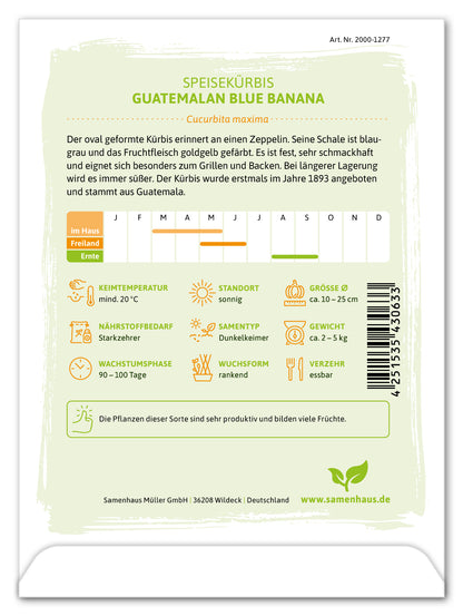  Speisekürbis Guatemalan Blue Banana