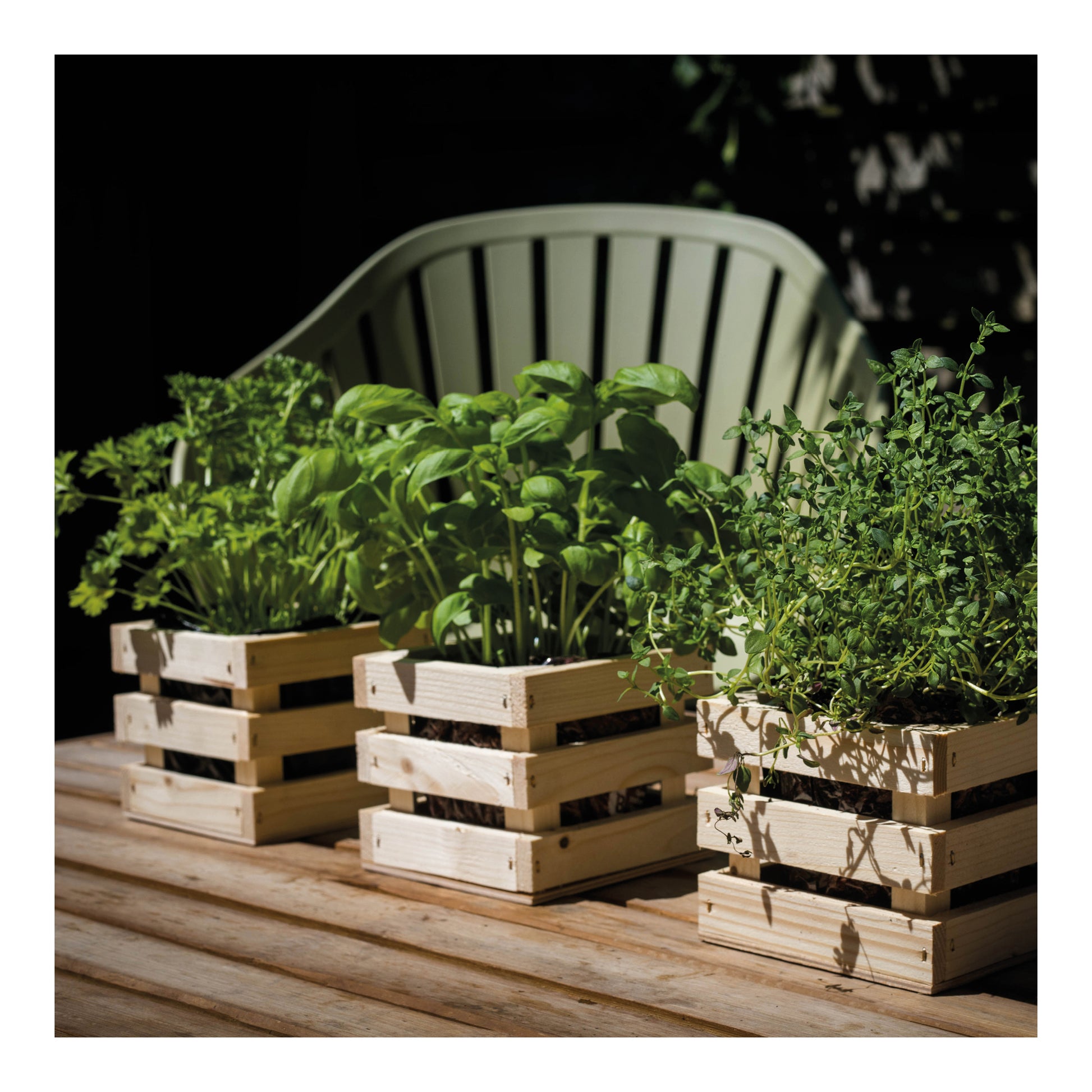  BIO Garden Box Gewürze Minze [MHD 12/2025]