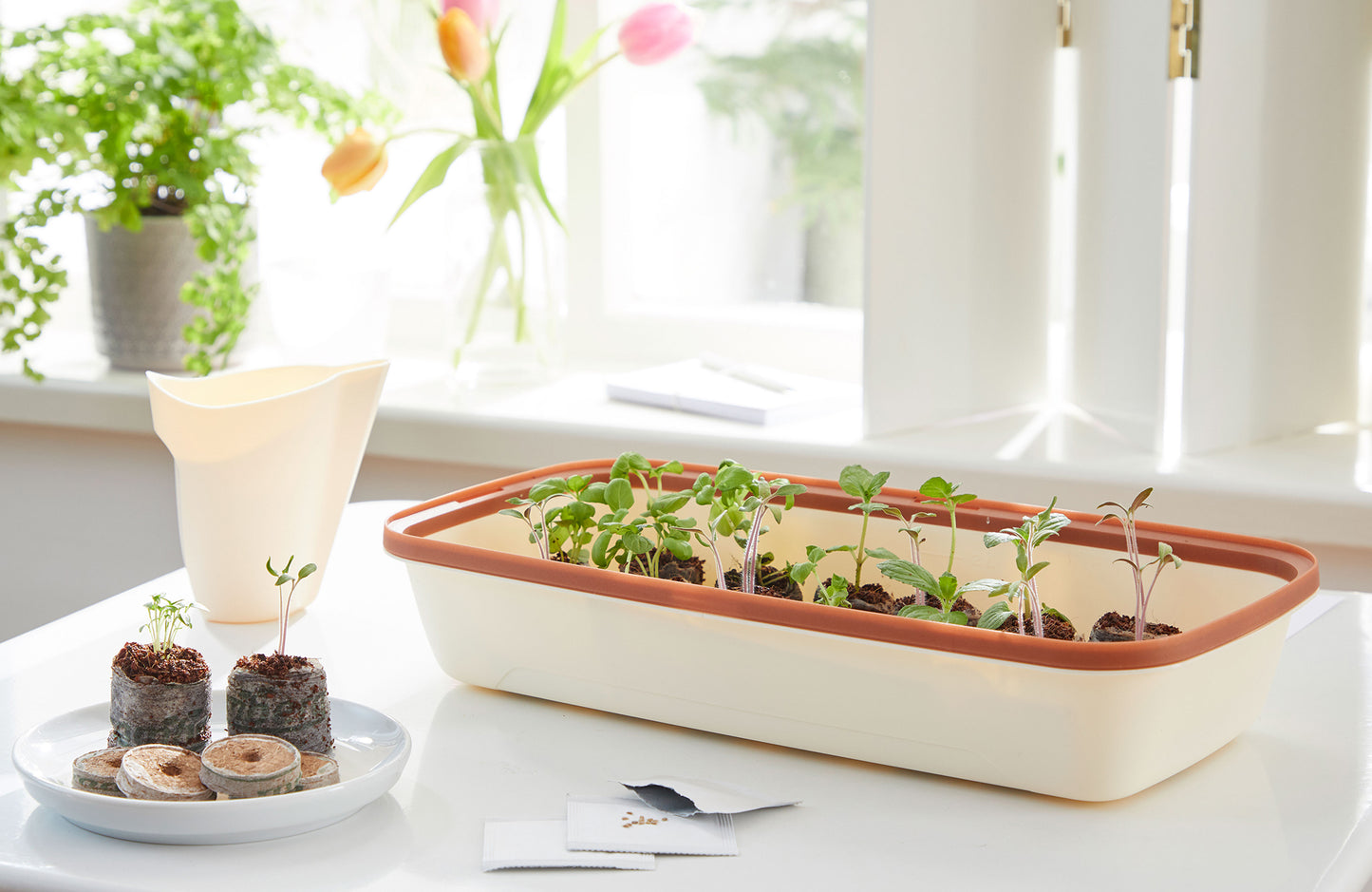  BoQube M & FLORTUS Kokos Quelltöpfe (24 Stück)