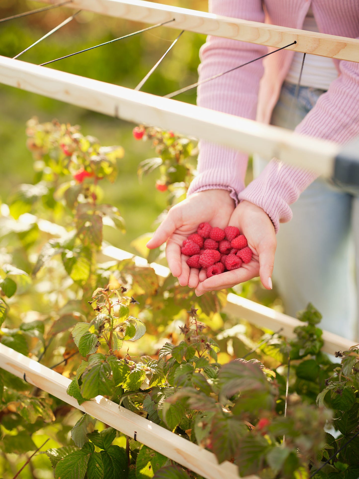  BERRY BUDDY Beerenrankhilfe