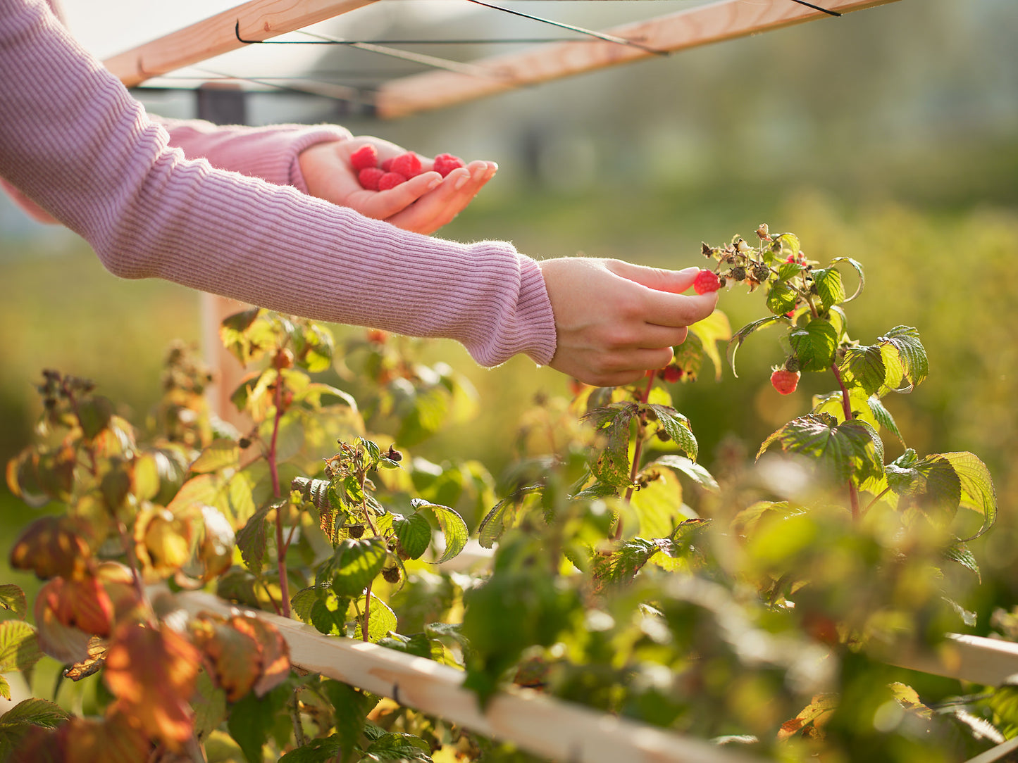  BERRY BUDDY Beerenrankhilfe Erweiterung