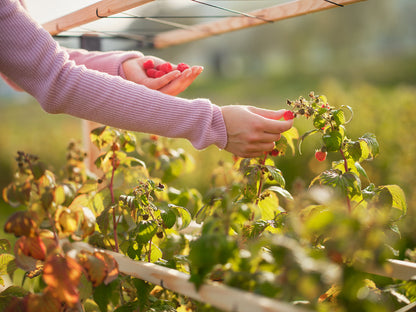  BERRY BUDDY Beerenrankhilfe Erweiterung