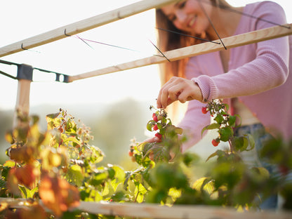  BERRY BUDDY Beerenrankhilfe Erweiterung