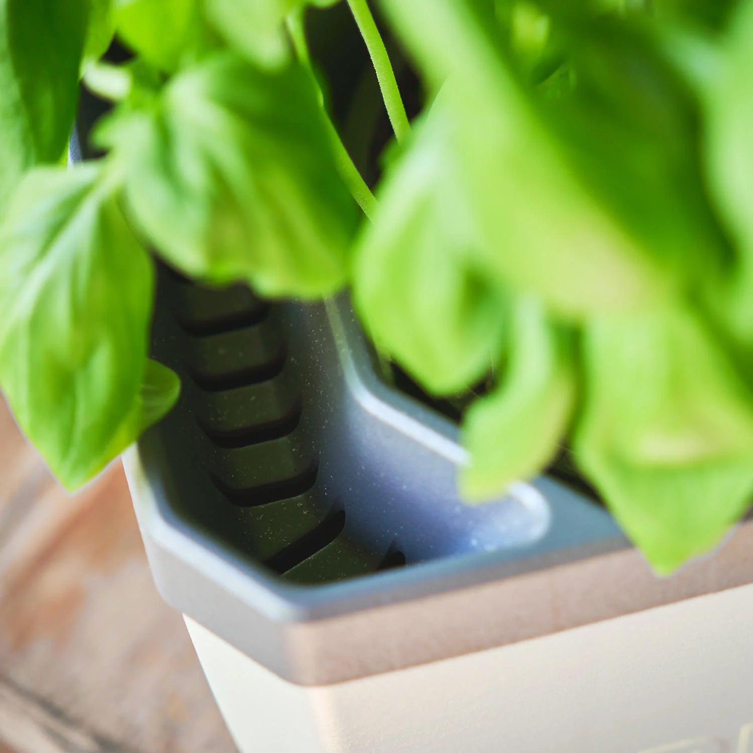  HERBS BUDDY Kräutertopf Blau