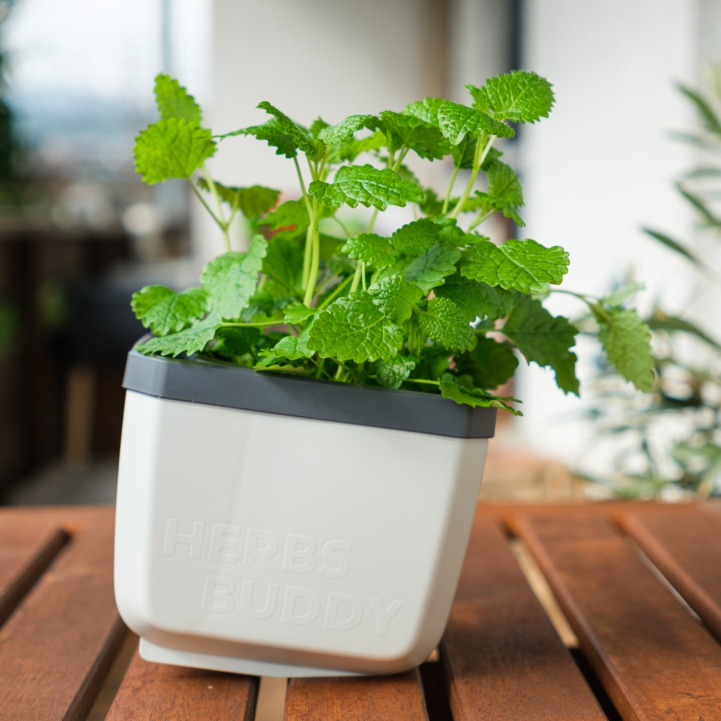  HERBS BUDDY Kräutertopf Weiß