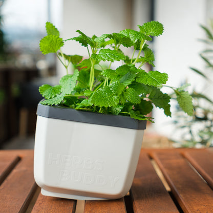  HERBS BUDDY Kräutertopf Weiß