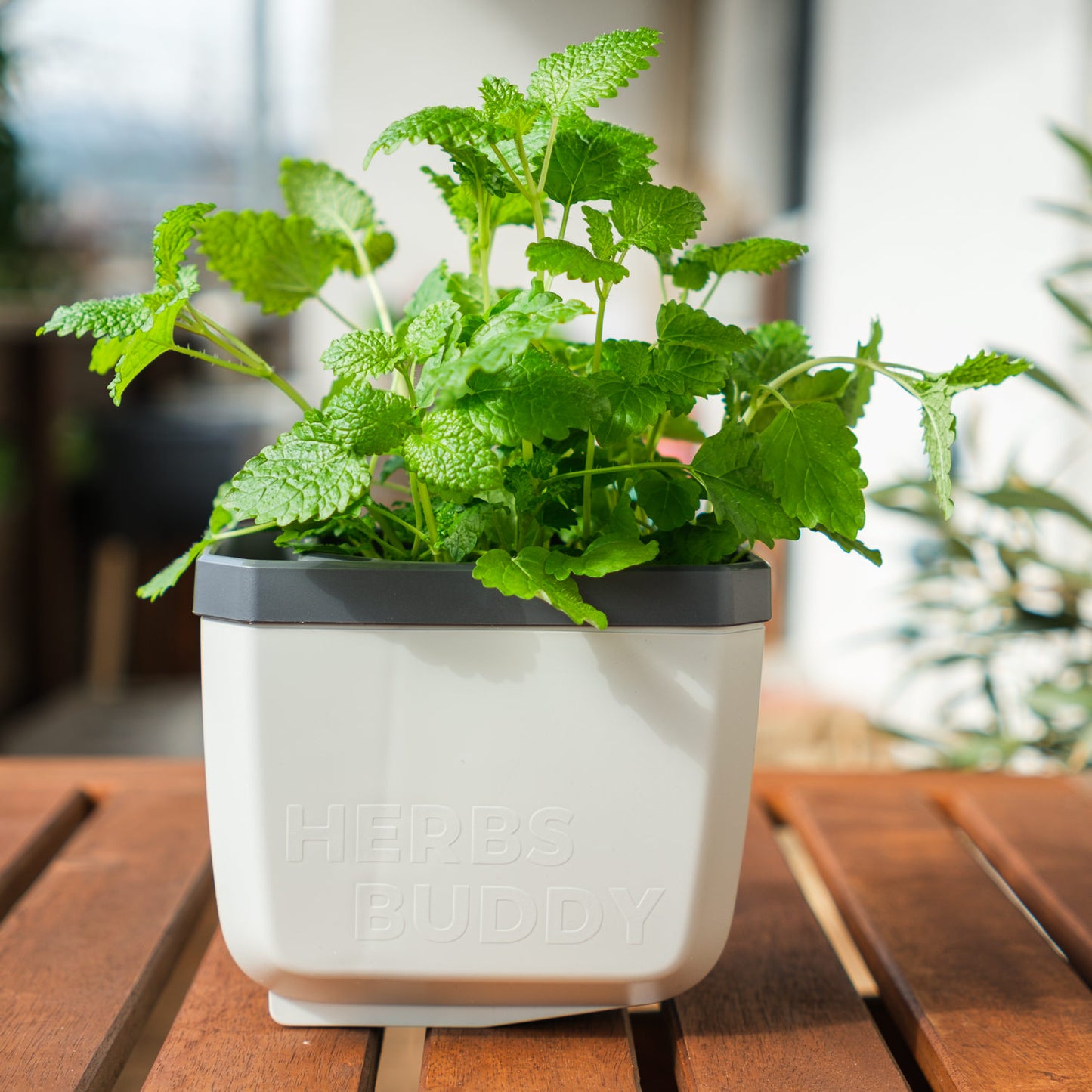  HERBS BUDDY Kräutertopf Weiß
