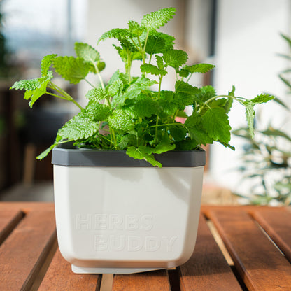  HERBS BUDDY Kräutertopf Weiß
