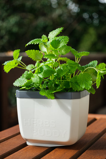  HERBS BUDDY Kräutertopf Weiß
