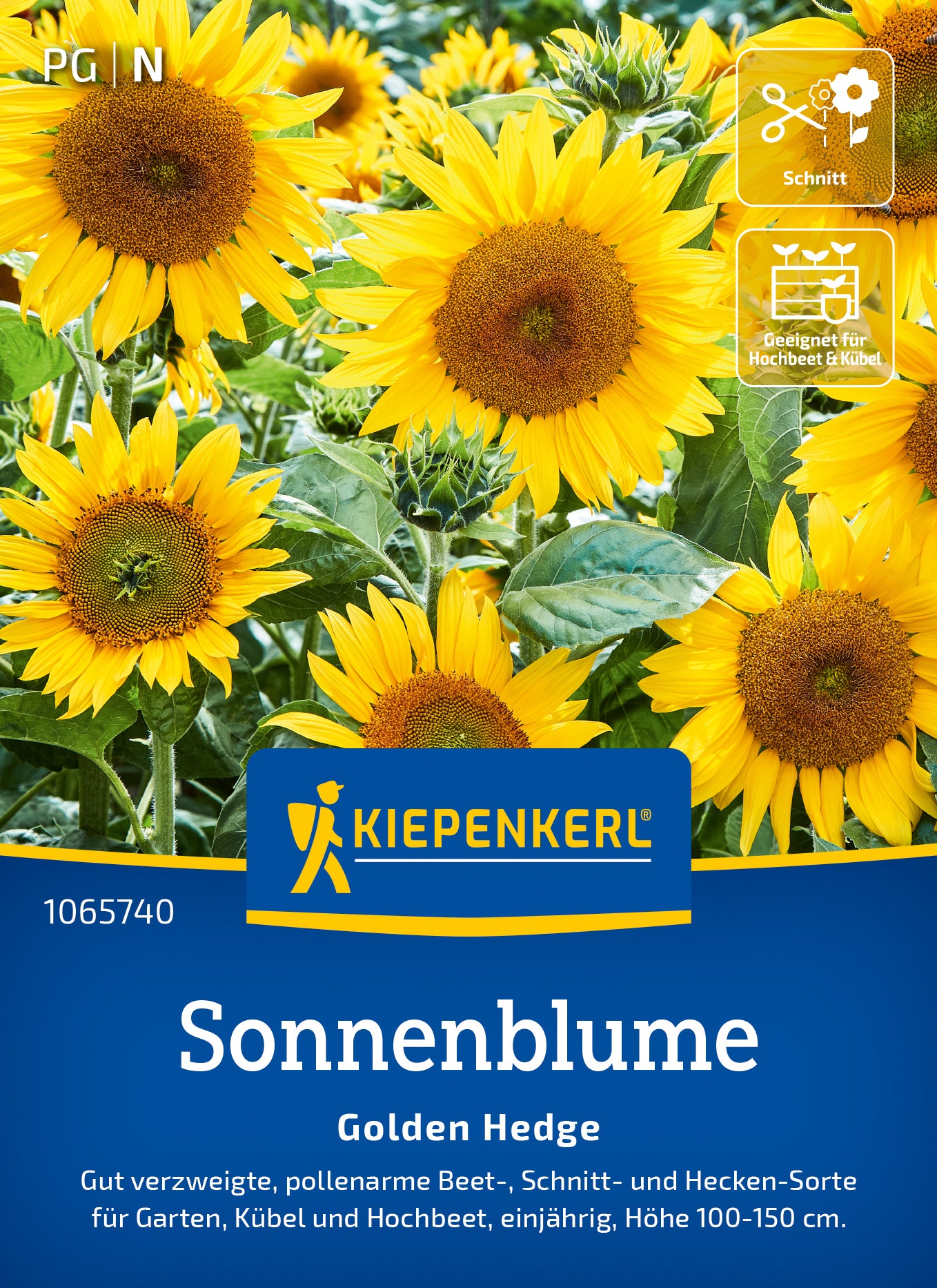  Sonnenblume Golden Hedge